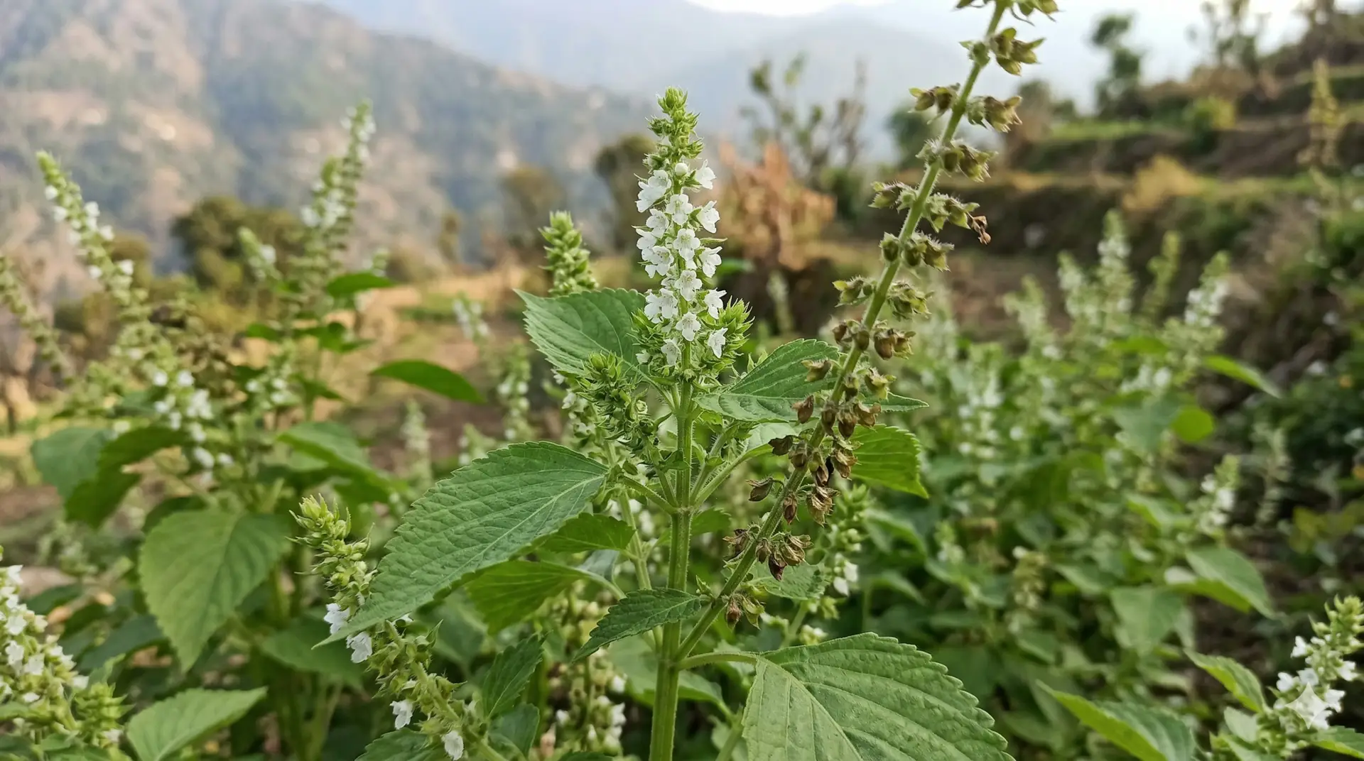 bhangjeera perilla seeds