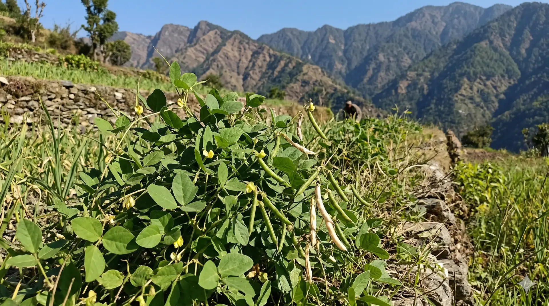 gahat dal horse gram