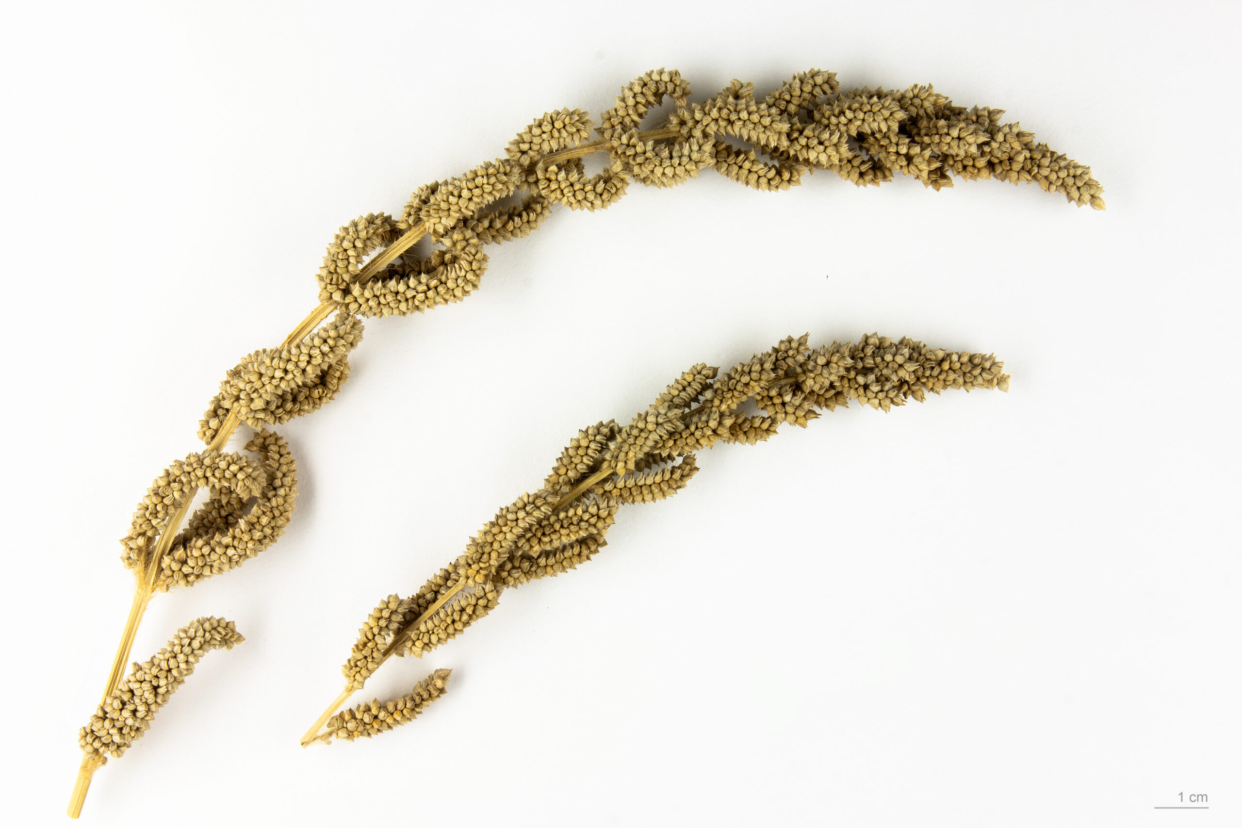 Jhangora barnyard millet (Echinochloa frumentacea) — the ancient Himalayan grain grown in Uttarakhand