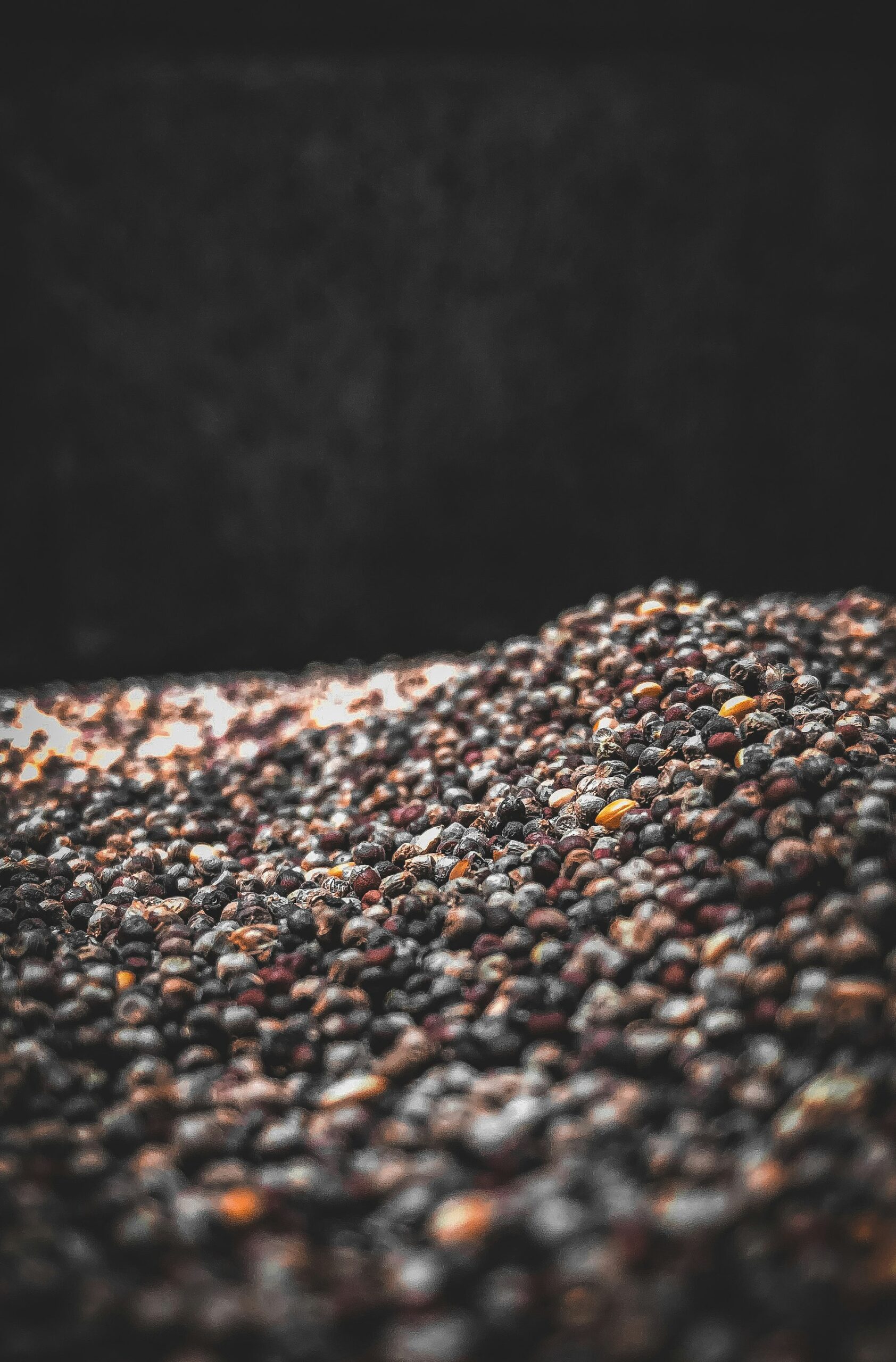 Mandua finger millet grains from Uttarakhand Himalayas